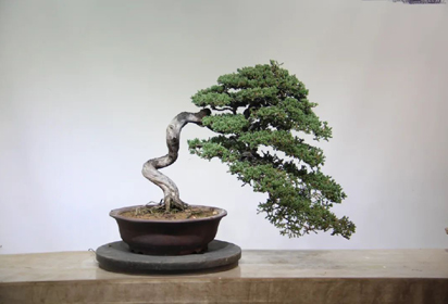 沭陽盆景品牌亮了！